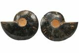 Cut/Polished Ammonite Fossil - Unusual Black Color #165661-1